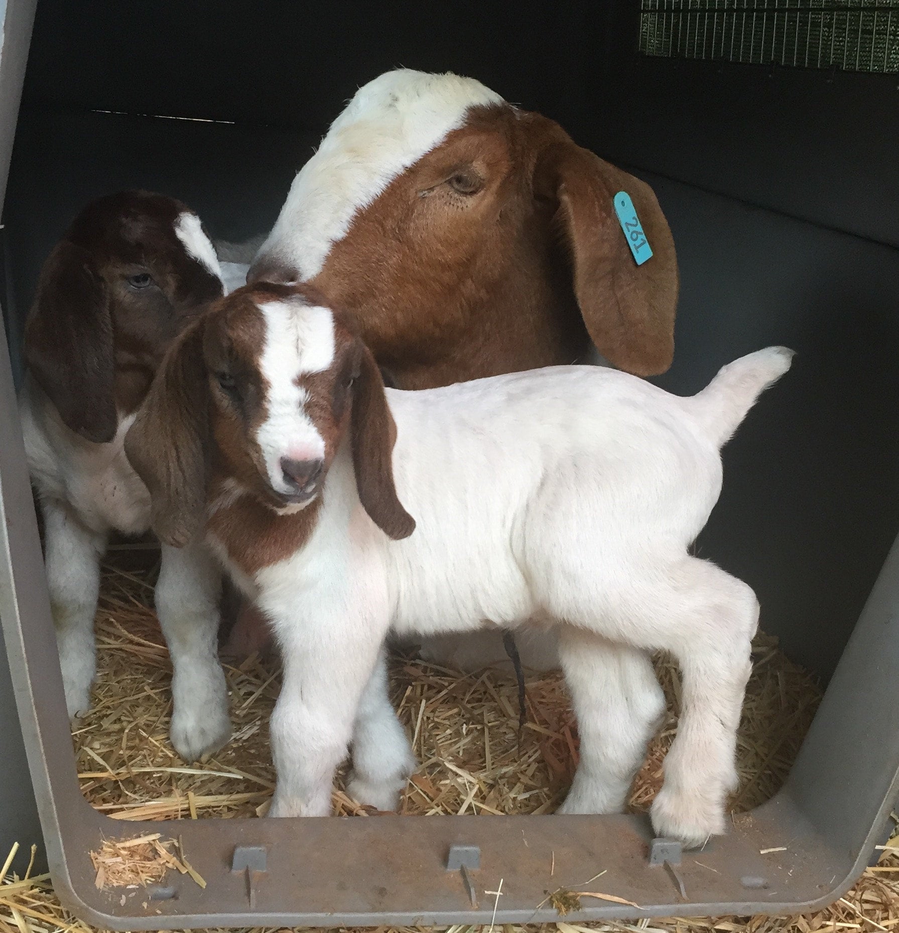 Small Ruminant Husbandry 101 | Alpine Creek Ranch LLC (Equine Health ...